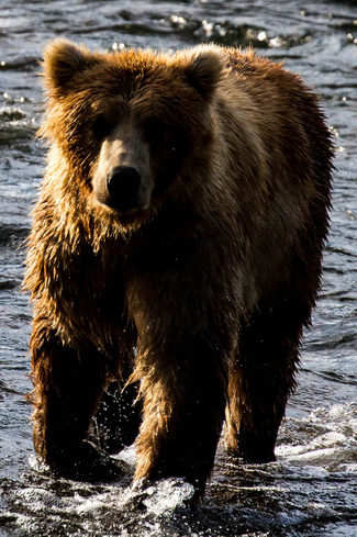 Grizzly Bear in Water